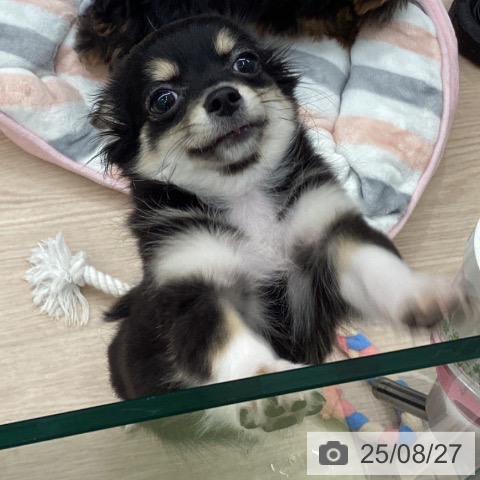 チワワの写真