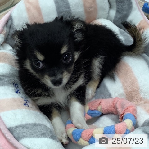 チワワの写真