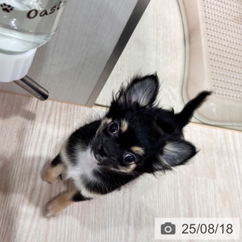 チワワの写真