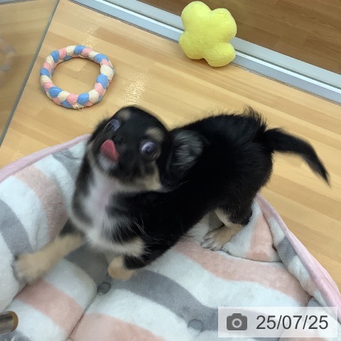 チワワの写真