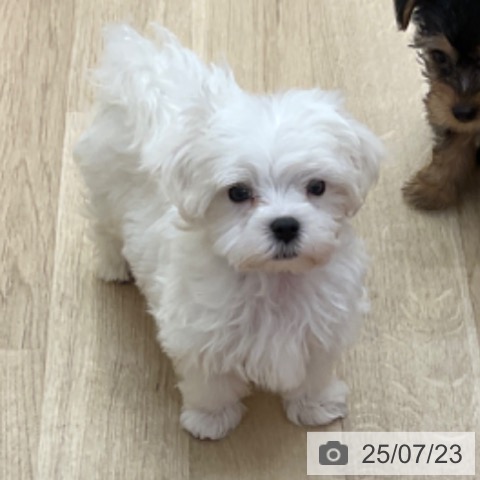 マルチーズの写真