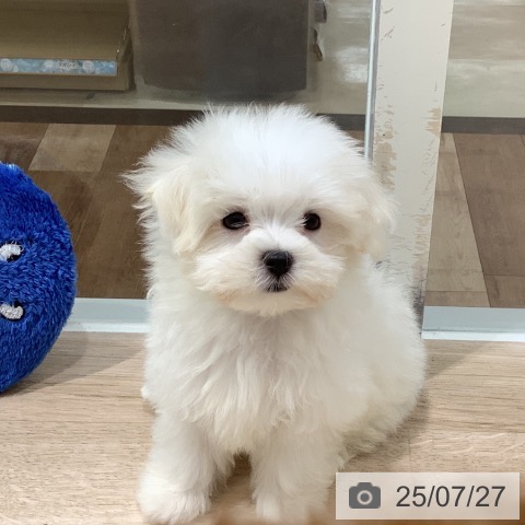 マルチーズの写真