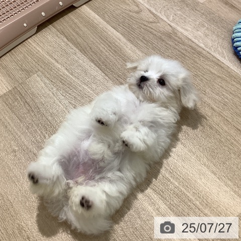 マルチーズの写真