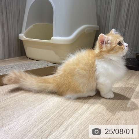 マンチカンの写真