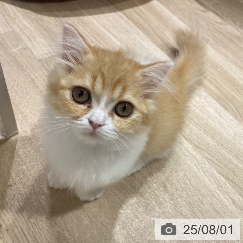 マンチカンの写真