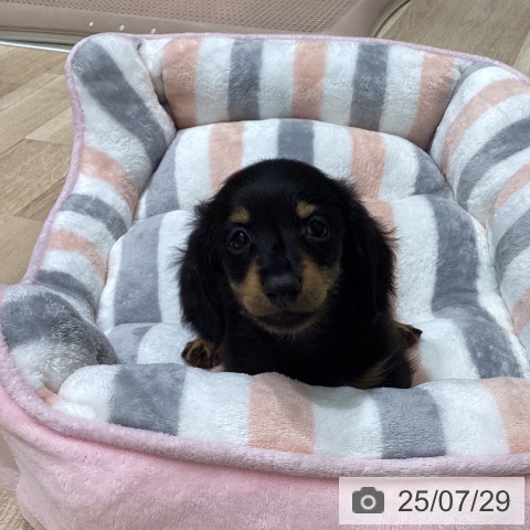 ミニチュア・ダックスフンドの写真