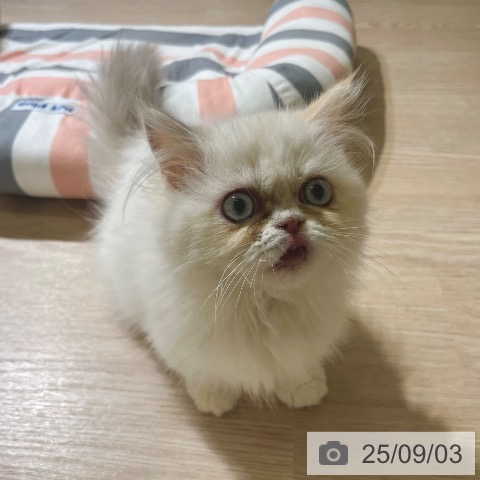 ミヌエットの写真