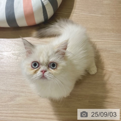ミヌエットの写真