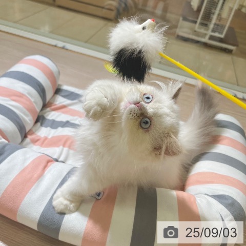 ミヌエットの写真