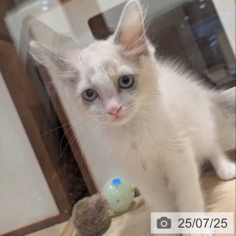 ラグドールの写真