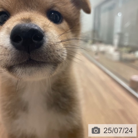 柴の写真