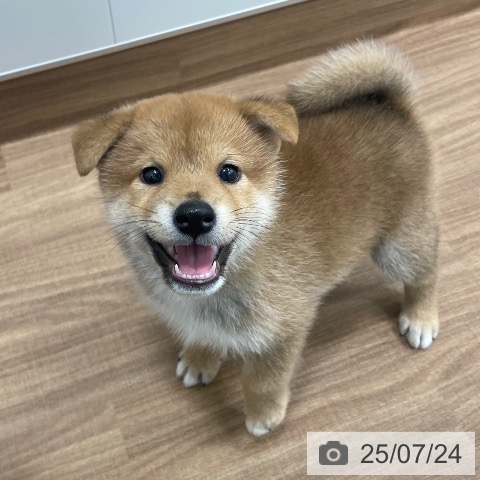 柴の写真