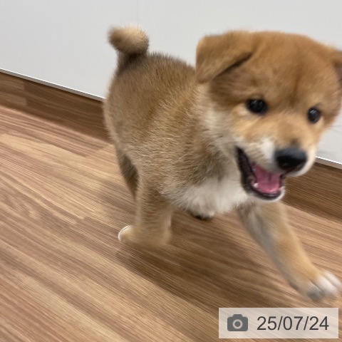 柴の写真
