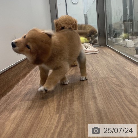 柴の写真
