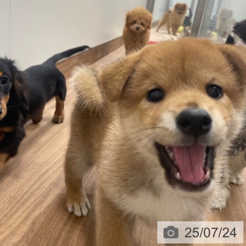柴の写真