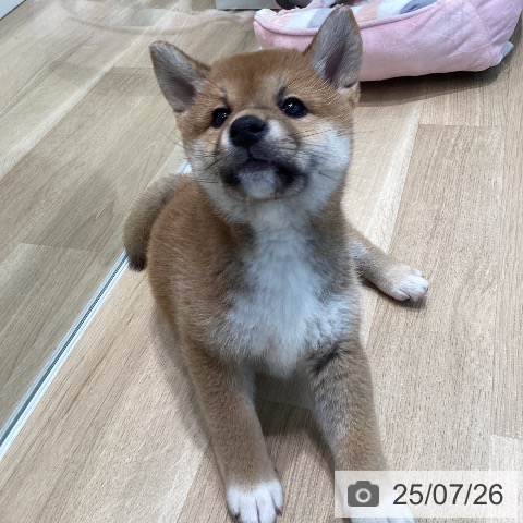 柴の写真