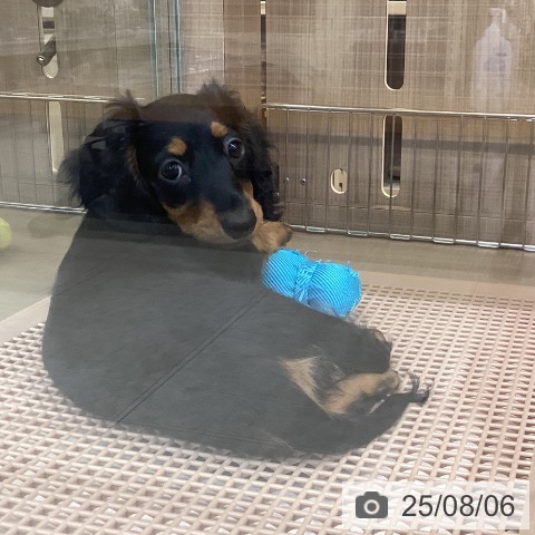 ミニチュア・ダックスフンドの写真