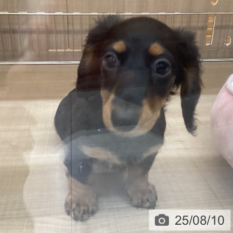 ミニチュア・ダックスフンドの写真