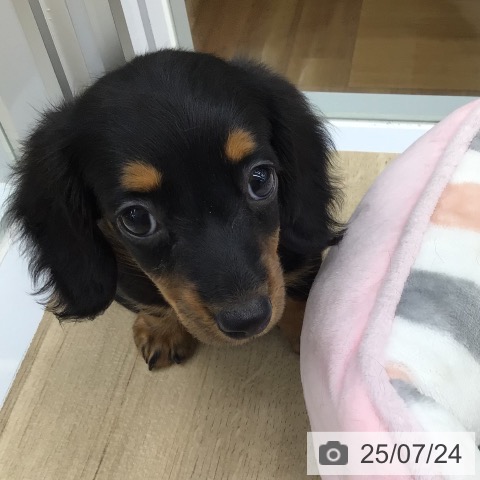 ミニチュア・ダックスフンドの写真