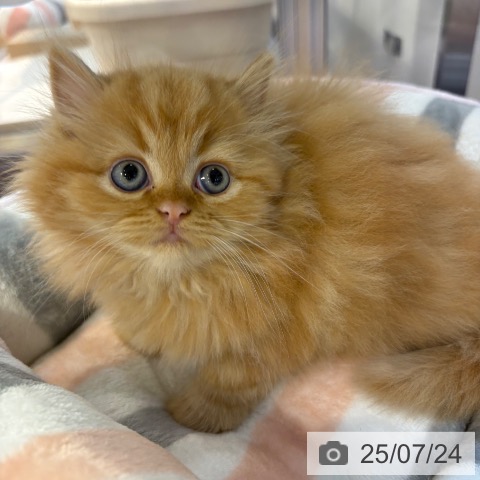 ラガマフィンの写真