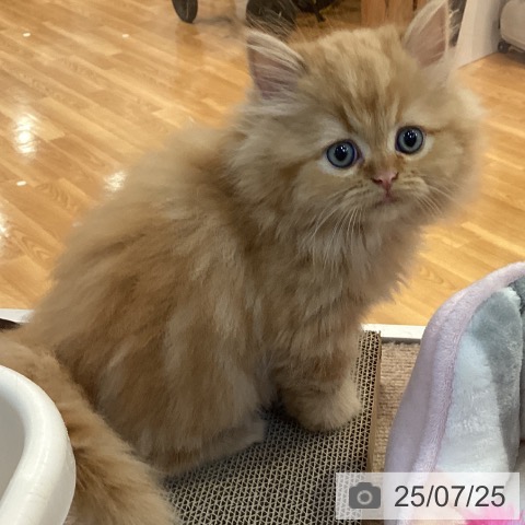 ラガマフィンの写真