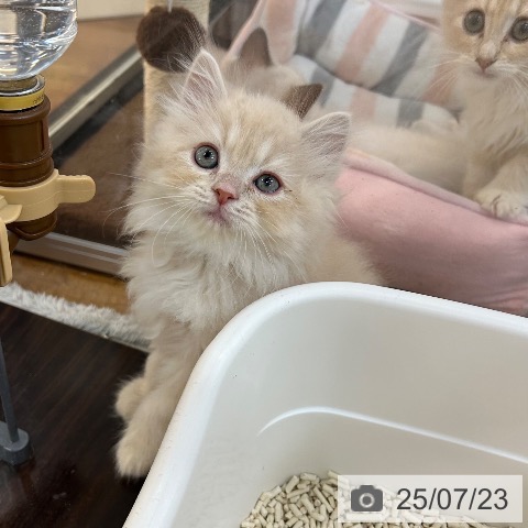 ラガマフィンの写真