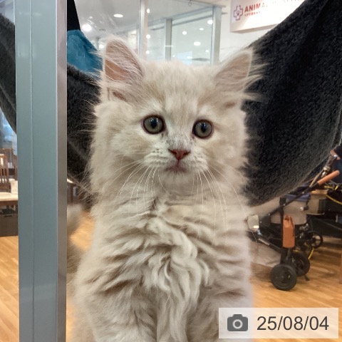 ラガマフィンの写真