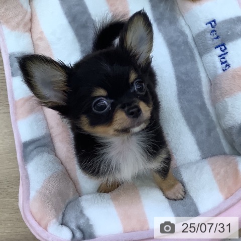 チワワの写真