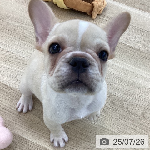 フレンチ・ブルドッグの写真