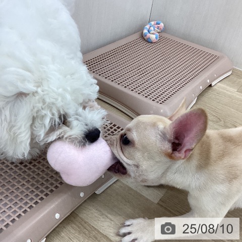 フレンチ・ブルドッグの写真