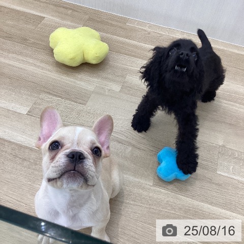 フレンチ・ブルドッグの写真