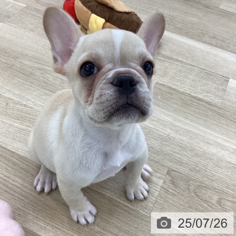 フレンチ・ブルドッグの写真