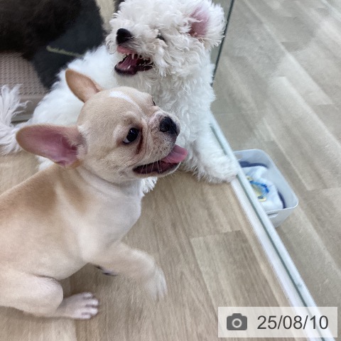 フレンチ・ブルドッグの写真