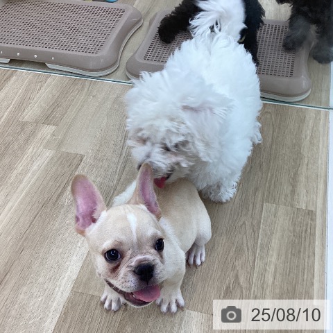 フレンチ・ブルドッグの写真