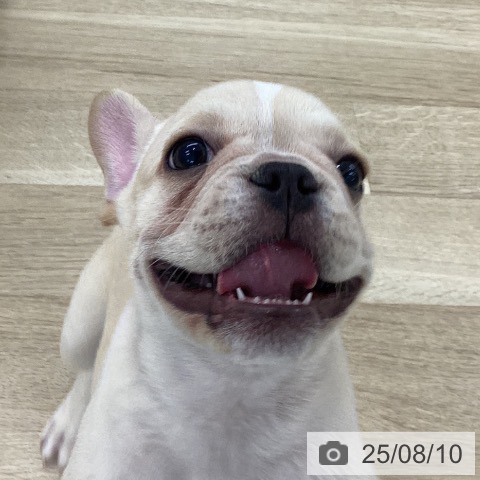 フレンチ・ブルドッグの写真