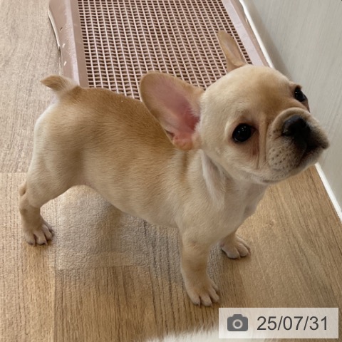フレンチ・ブルドッグの写真