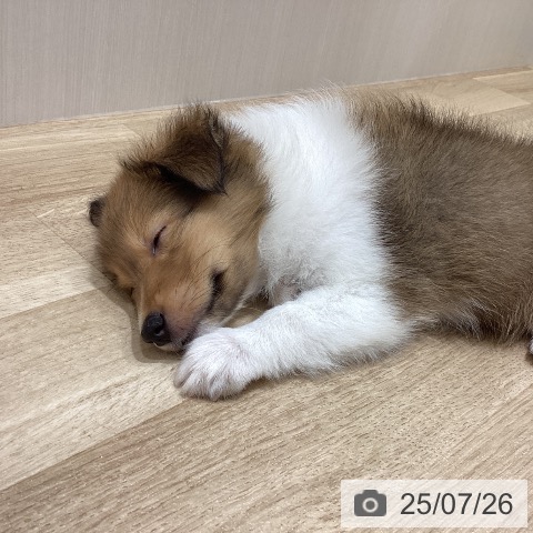 シェットランド・シープドッグの写真
