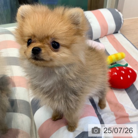 ポメラニアンの写真