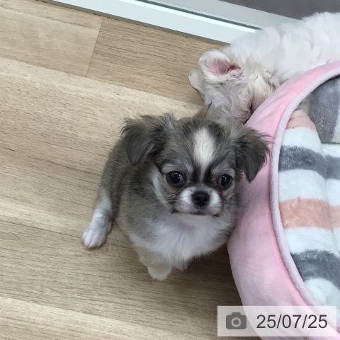 チワワの写真