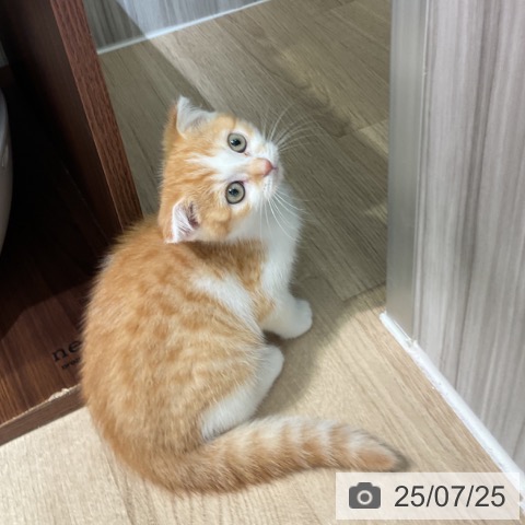 スコティッシュフォールドの写真