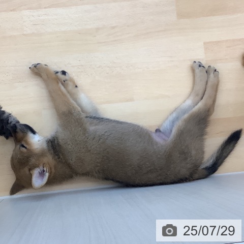 柴の写真