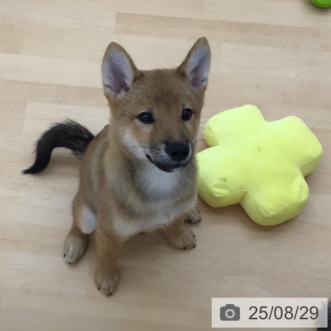 柴の写真