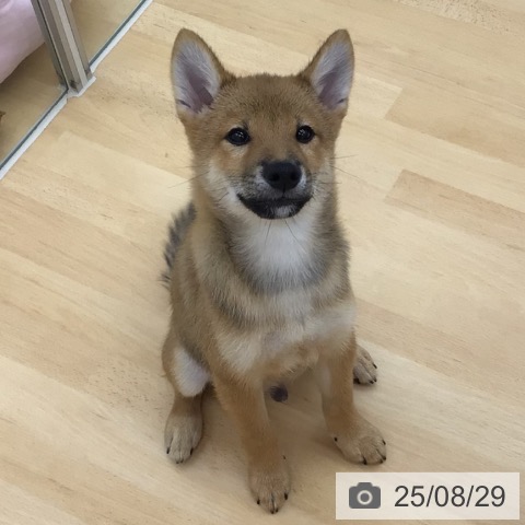 柴の写真