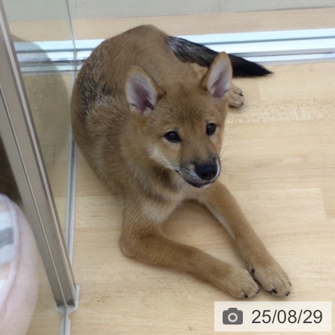柴の写真