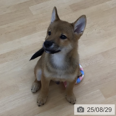 柴の写真