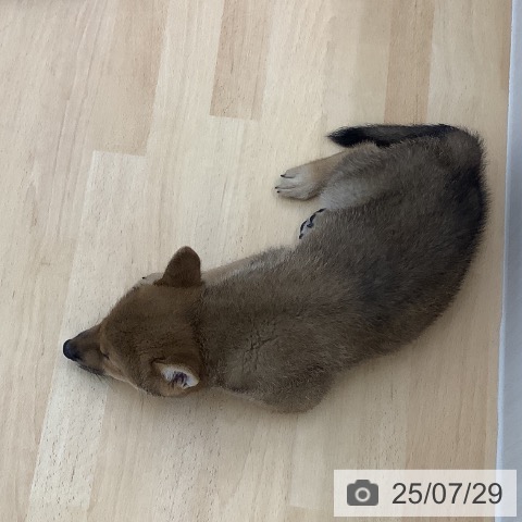 柴の写真