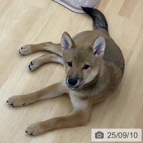 柴の写真