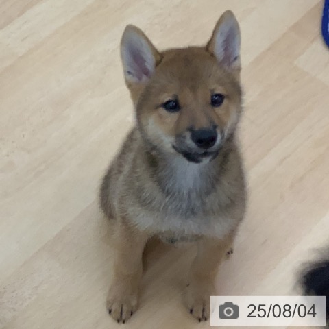 柴の写真