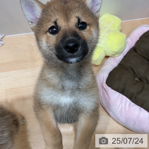 柴の写真