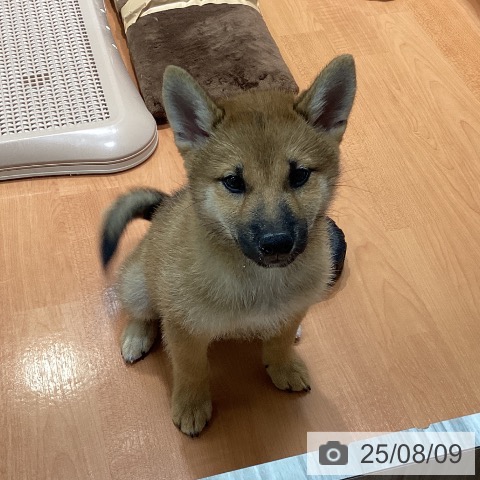 柴の写真